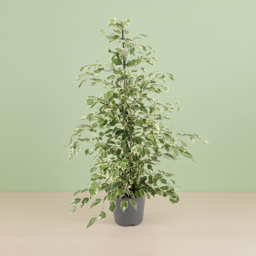 Ficus Benjamina Twilight