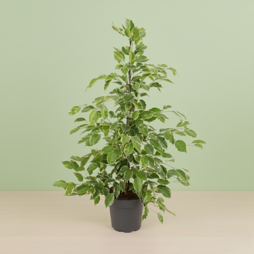 Ficus Benjamina Golden King