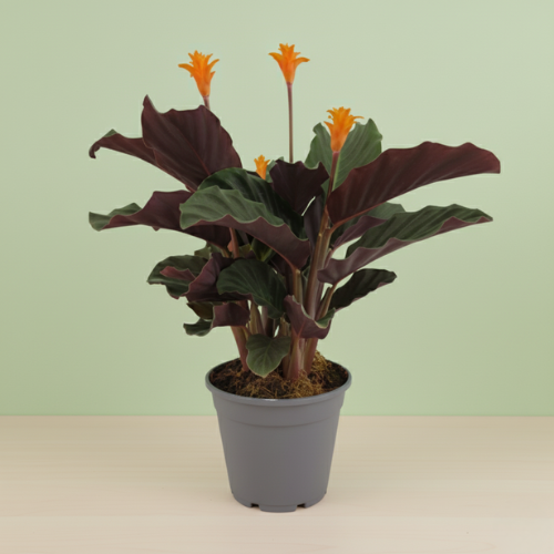 Calathea Crocata