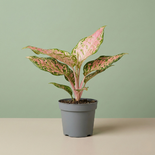 Aglaonema Red Valentine