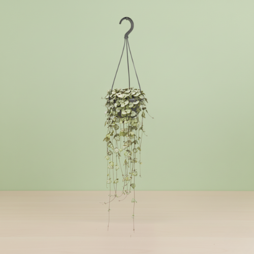 Ceropegia Woodii Hang