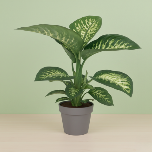Dieffenbachia Seguine Tropic Snow