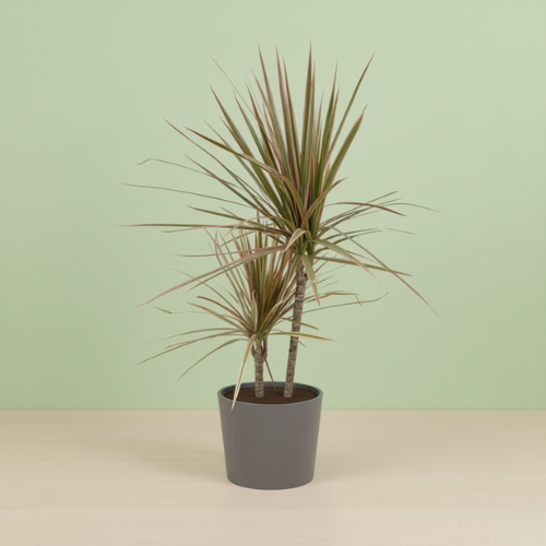 Dracaena Marginata Bicolor