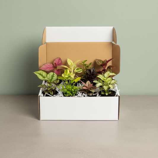 Caja Sorpresa de Plantas Baby