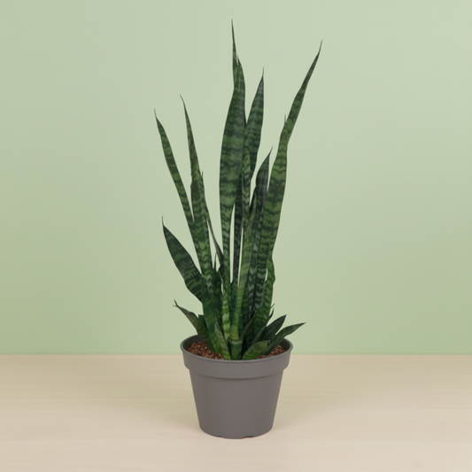 Sansevieria Zeylanica
