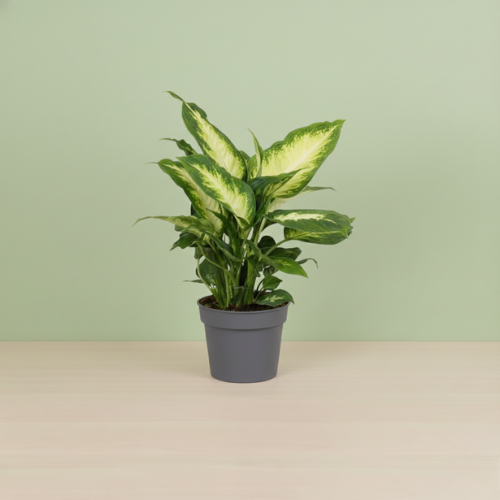 Dieffenbachia Camilla