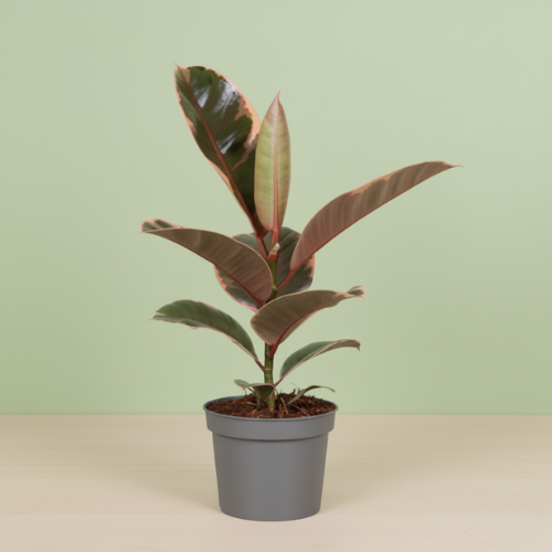 Ficus Elastica Belize