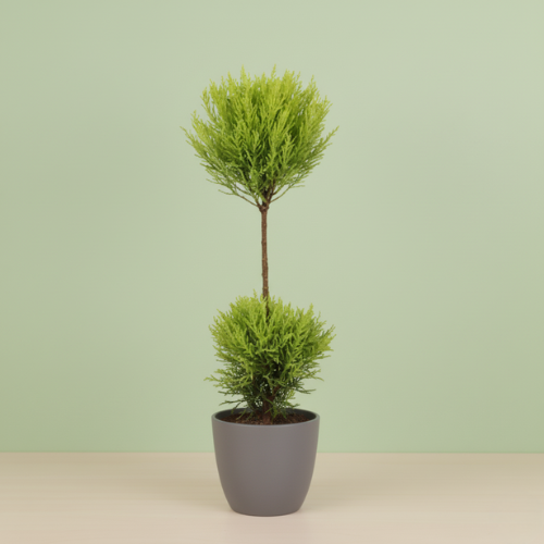 Cupressus Goldcrest Wilma