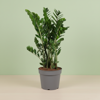 Zamioculcas Zamiifolia