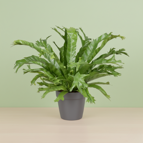 Asplenium Nidus Crissie