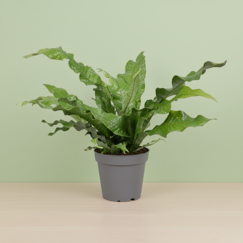 Microsorum Diversifolium