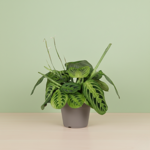 Maranta Leuconeura Lemon-Lime