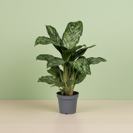 Aglaonema Greenlight