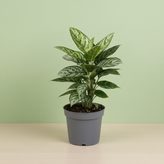 Aglaonema Jungle Silver