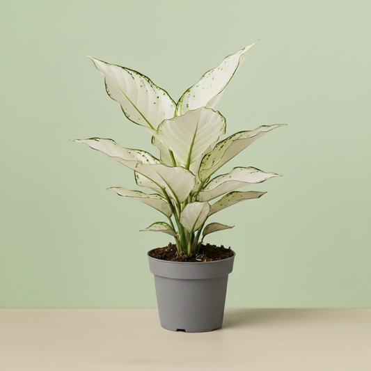 Aglaonema White Joy