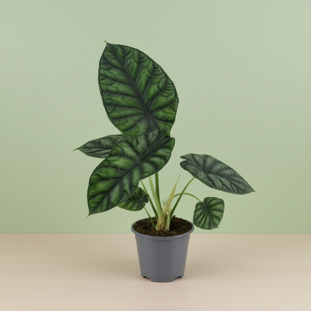 Alocasia Dragon Scale