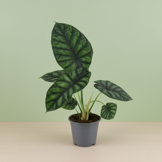 Alocasia Dragon Scale
