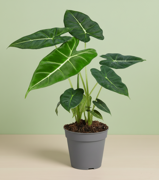 Alocasia Frydek