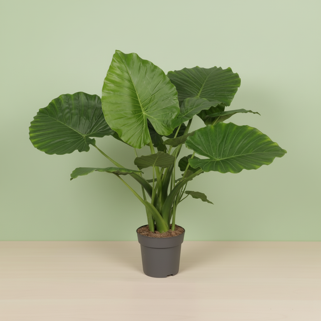 Alocasia Gageana California