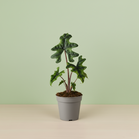 Alocasia Jacklyn