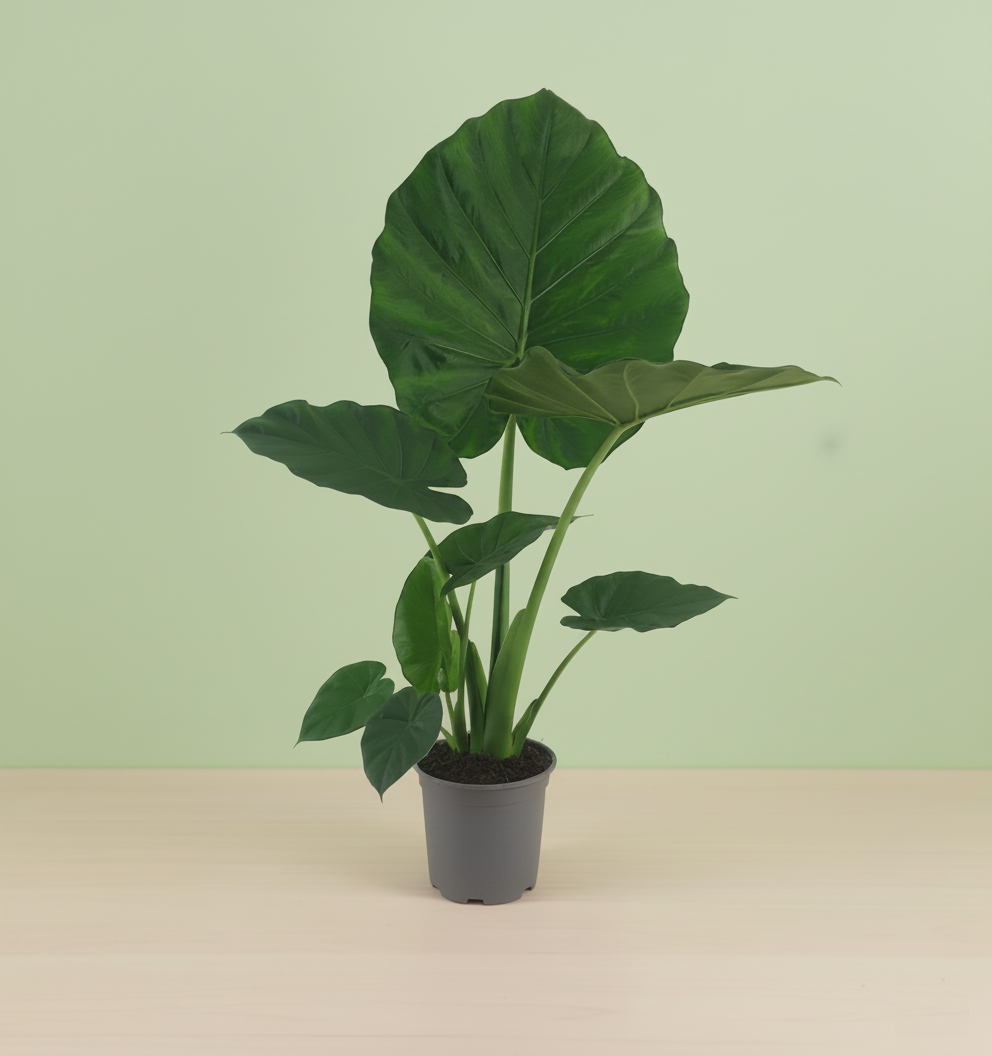 Alocasia Macrorrhiza