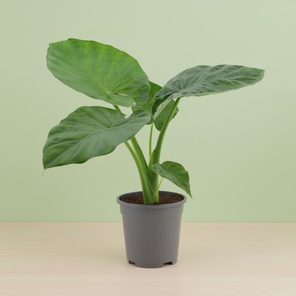 Alocasia Macrorrhiza