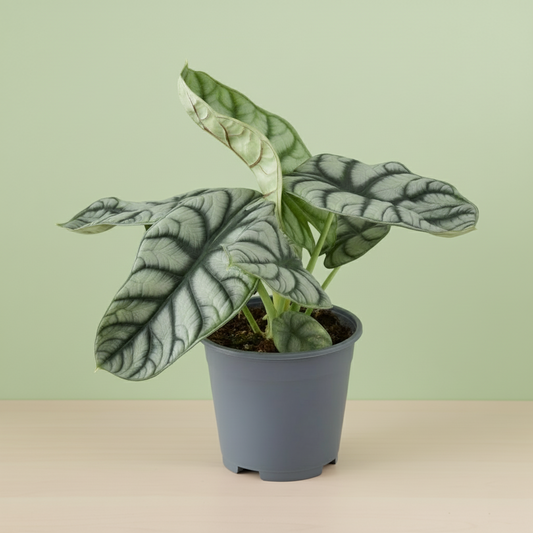 Alocasia Nebula Silver