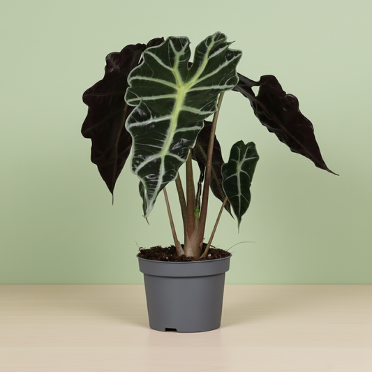 Alocasia Polly