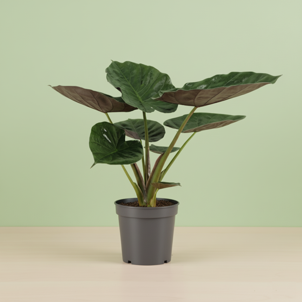 Alocasia Wentii