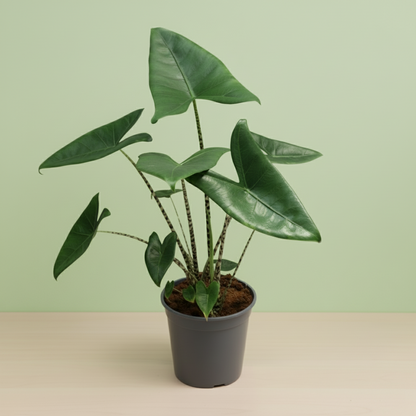 Alocasia Zebrina