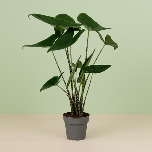 Alocasia Zebrina