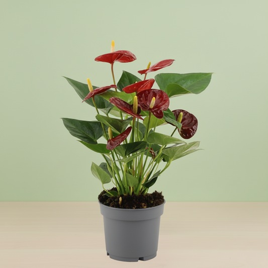 Anthurium Calon