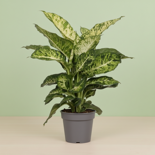 Dieffenbachia Mars