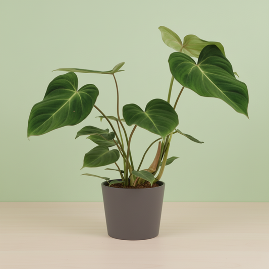 Philodendron Gloriosum