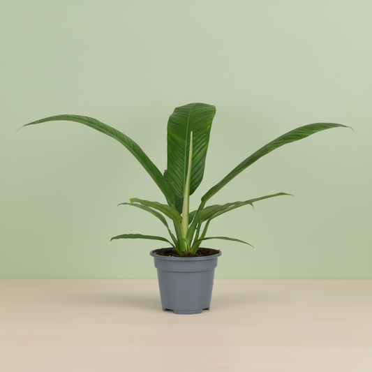 Philodendron Campiii