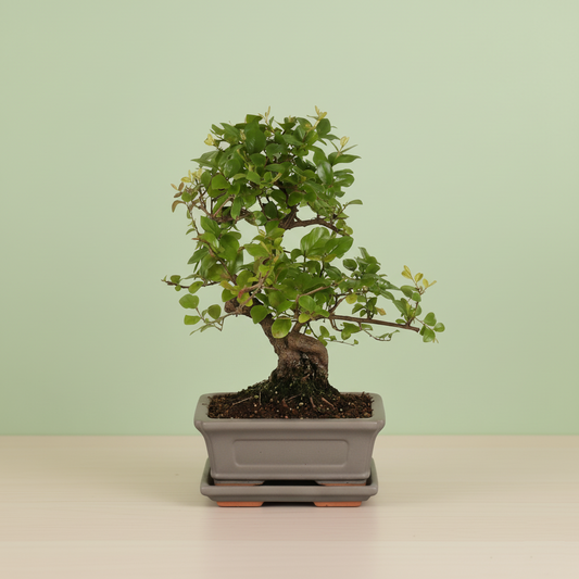 Bonsai Sageretia