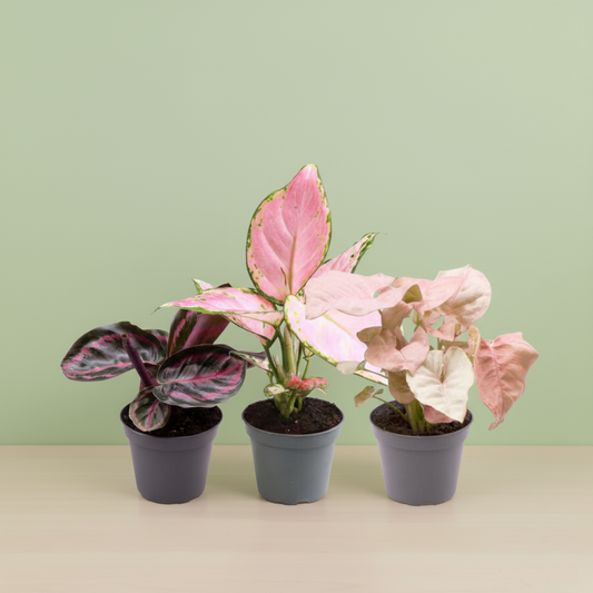 Pack Pink is the new green