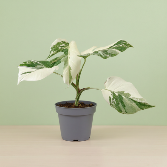 Monstera Albo Variegata Super White
