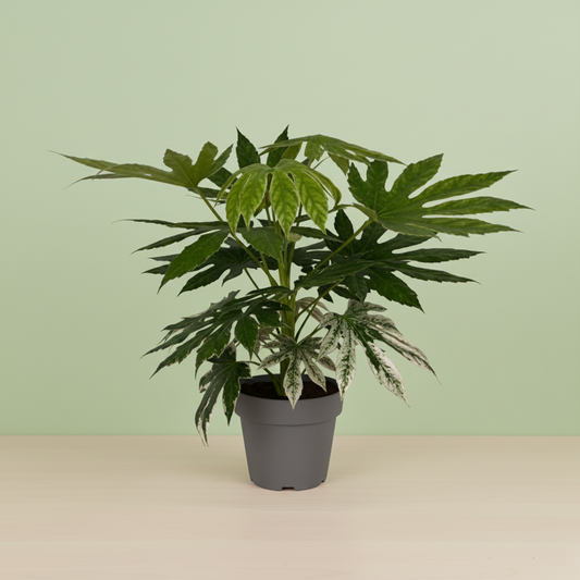 Fatsia Japonica Variegata