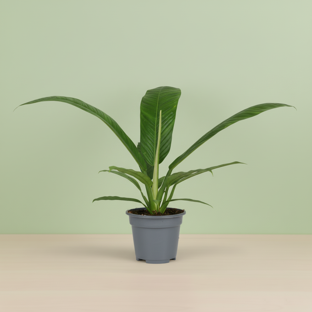 Philodendron Campiii