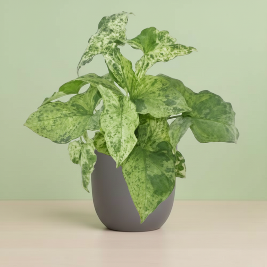 Syngonium Mottled