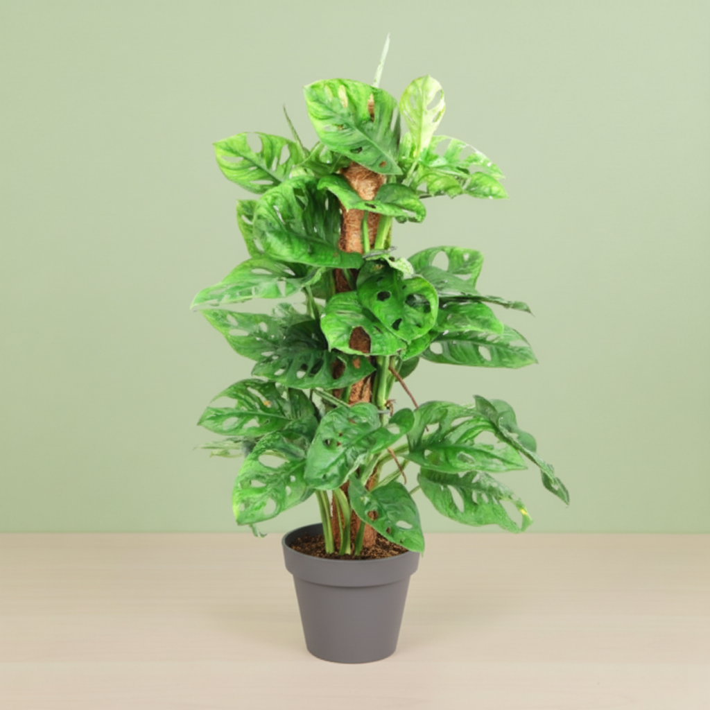 Monstera Adansonii