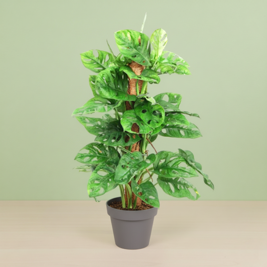 Monstera Adansonii