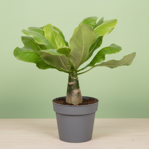 Brighamia Insignis Hawaii Palm