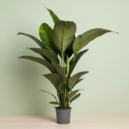 Spathiphyllum Sensation