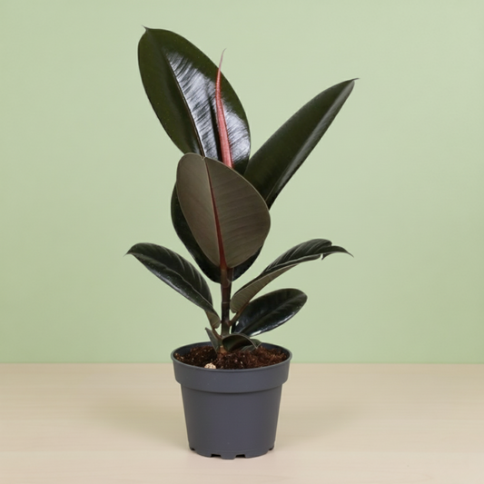 Ficus Elastica Abidjan