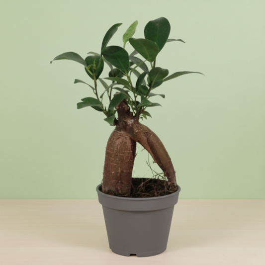 Ficus Ginseng