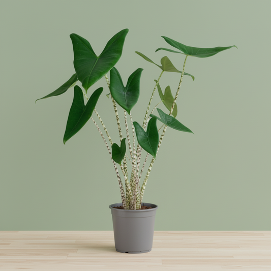 Alocasia Zebrina