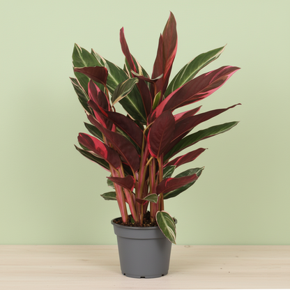 Calathea Triostar