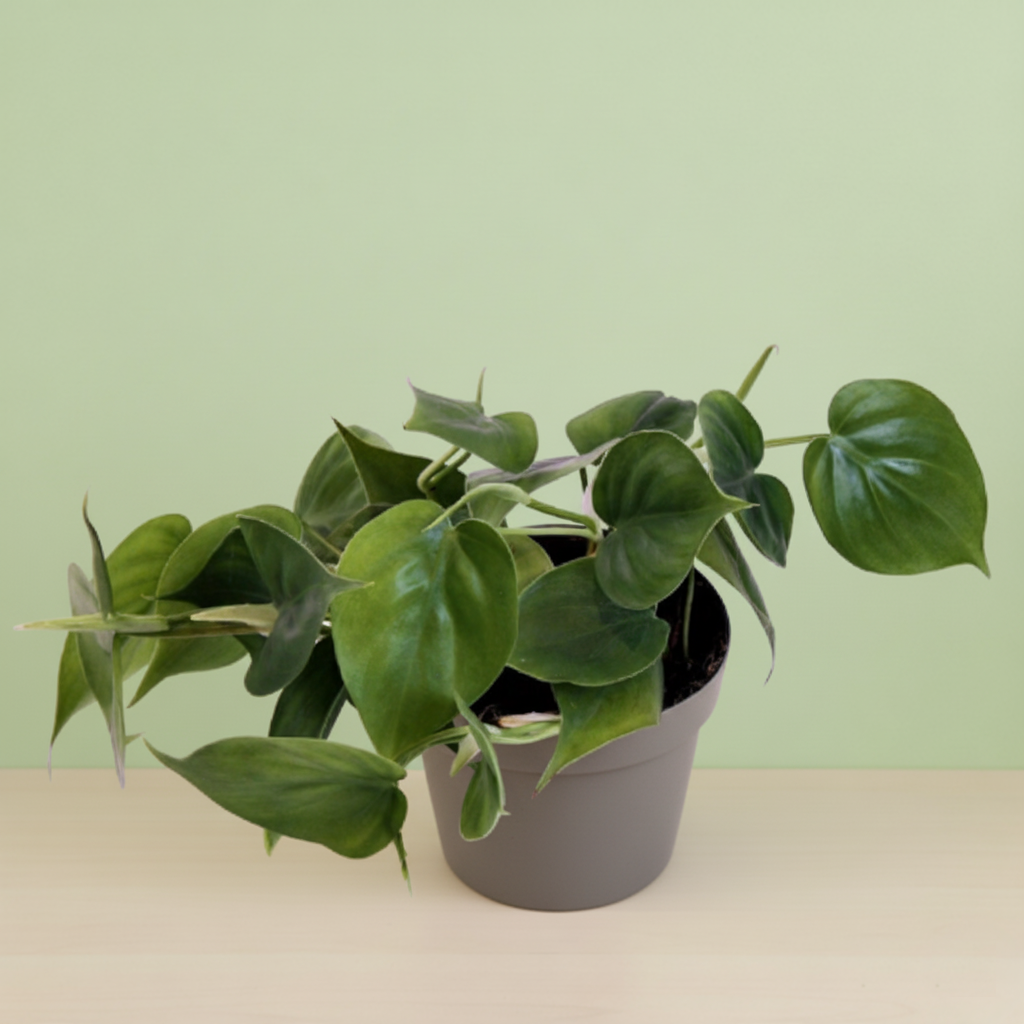 Philodendron Scandens